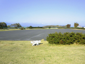 ����Į����������