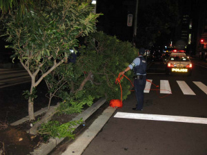 秋葉原 明神通りベルサール前の倒れた街路樹を警察官が処理中