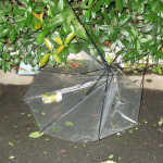 台風15号が関東直撃！緊急駐車は倒木に注意！ - 風の影響といえばもう一つ、傘の破損