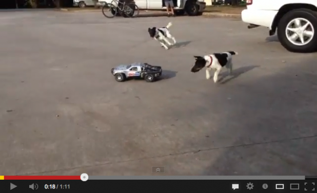 「驚異の加速力を持つ者同士の対決!? 犬vsRCカー【動画】」の1枚目の画像