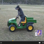 【動画】犬が公園で運転を楽しむ映像 - Dog_Drives_01