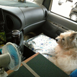 夏のドライブ 愛犬の熱中症対策 - DVC00067.JPG