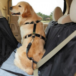 「トヨタが提案する愛犬との快適カーライフ」の12枚目の画像ギャラリーへのリンク