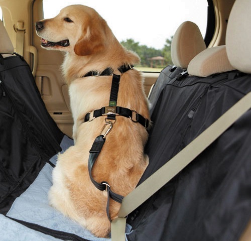 「トヨタが提案する愛犬との快適カーライフ」の12枚目の画像