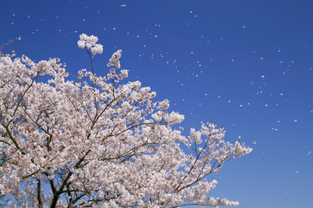 「桜開花！ドライブデートで行きたいお花見スポット7選【関東編】」の1枚目の画像