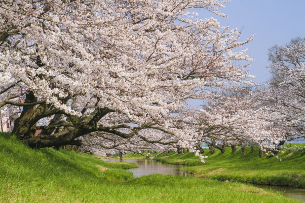 「桜開花！ドライブデートで行きたいお花見スポット7選【関東編】」の2枚目の画像