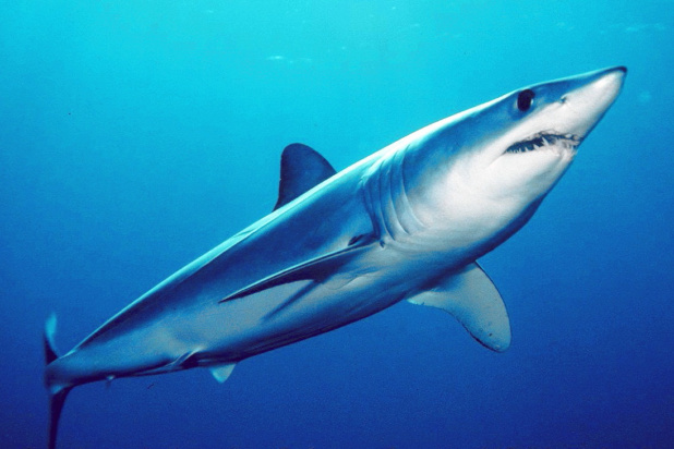メイコ・シャークは、サメ類最速を誇ります。上半身がメタリックのライトブルー、下半身がホワイトの洒落たツートーンです。 (wiki)