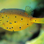 泳ぐように走る？　魚がベースのクルマたち【F2P Vol. 16】 - 1. 温帯、熱帯のサンゴ礁を住処とするミナミハコフグ。愛嬌のある顔ですが、危機が迫ると皮膚から毒液を放出します。