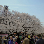 「桜満開！　上野恩賜公園でお花見ついでに「自動車歴史詣で」しませんか？」の9枚目の画像ギャラリーへのリンク
