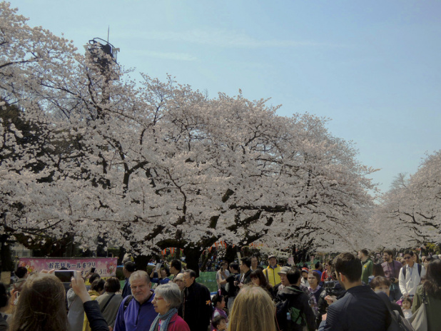 「桜満開！　上野恩賜公園でお花見ついでに「自動車歴史詣で」しませんか？」の7枚目の画像