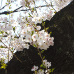 「桜満開！　上野恩賜公園でお花見ついでに「自動車歴史詣で」しませんか？」の9枚目の画像ギャラリーへのリンク