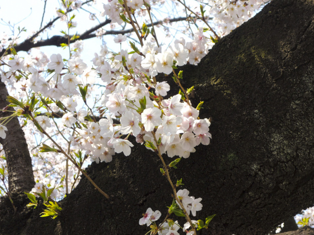 「桜満開！　上野恩賜公園でお花見ついでに「自動車歴史詣で」しませんか？」の9枚目の画像