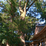 巨木に会いに行こう。樹齢1000年以上を誇る水屋神社の大クス（三重）【車中泊女子の全国縦断記】 - 