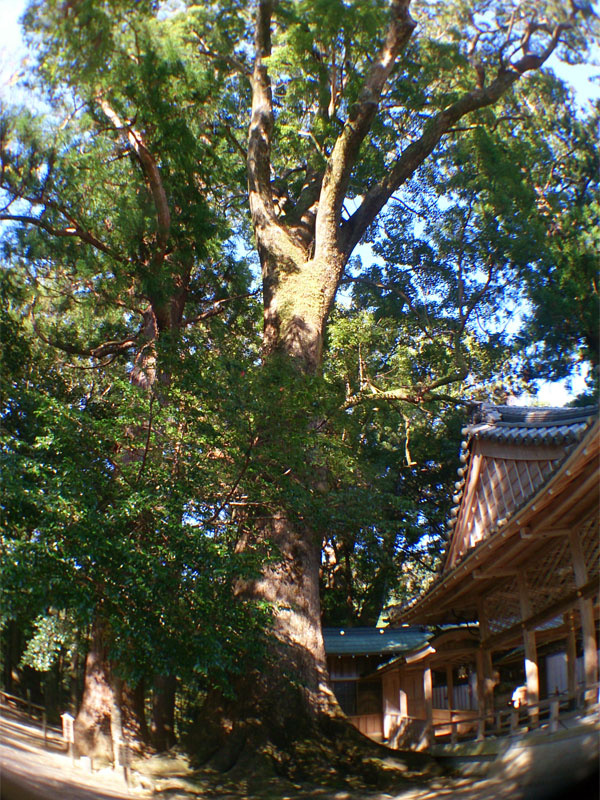 「巨木に会いに行こう。樹齢1000年以上を誇る水屋神社の大クス（三重）【車中泊女子の全国縦断記】」の4枚目の画像