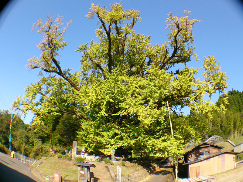 「巨木に会いに行こう。下城の大イチョウは今が黄葉の見頃です（熊本）【車中泊女子の全国縦断記】」の1枚目の画像