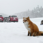 「雪上におけるマツダAWDの優位性とは？」の30枚目の画像ギャラリーへのリンク