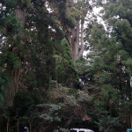 「樹齢約200～600年の巨木群・行者杉（福岡）【車中泊女子の全国縦断記】」の1枚目の画像ギャラリーへのリンク