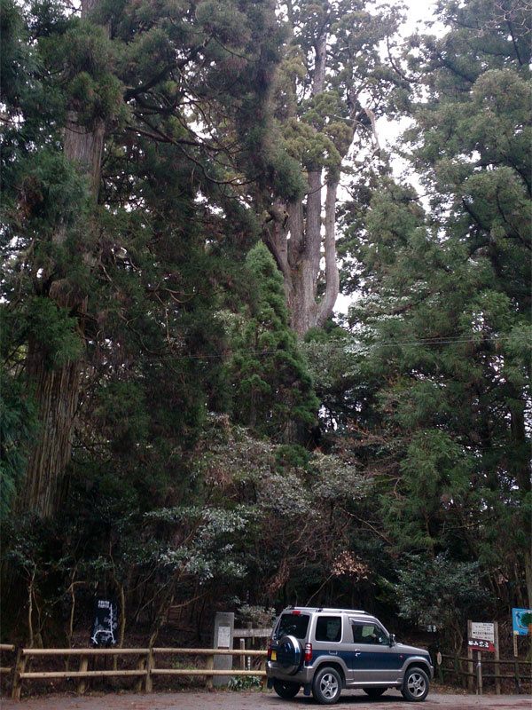 「樹齢約200～600年の巨木群・行者杉（福岡）【車中泊女子の全国縦断記】」の1枚目の画像