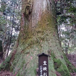 樹齢約200～600年の巨木群・行者杉（福岡）【車中泊女子の全国縦断記】 - 