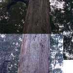 「樹齢約200～600年の巨木群・行者杉（福岡）【車中泊女子の全国縦断記】」の5枚目の画像ギャラリーへのリンク
