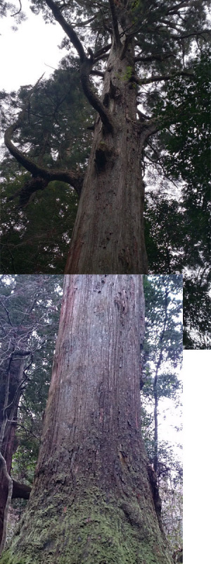 「樹齢約200～600年の巨木群・行者杉（福岡）【車中泊女子の全国縦断記】」の5枚目の画像