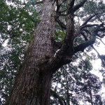 「樹齢約200～600年の巨木群・行者杉（福岡）【車中泊女子の全国縦断記】」の6枚目の画像ギャラリーへのリンク