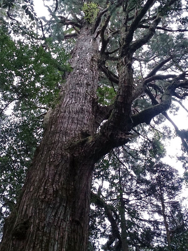 「樹齢約200～600年の巨木群・行者杉（福岡）【車中泊女子の全国縦断記】」の6枚目の画像