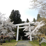 華の見頃は5月上旬〜中旬。歴史ある神社の大鹿桜（福島）【車中泊女子の全国縦断記】 - 