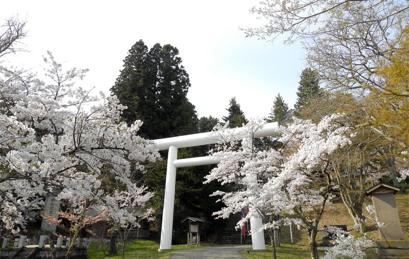 華の見頃は5月上旬 中旬 歴史ある神社の大鹿桜 福島 車中泊女子の全国縦断記 Clicccar Com