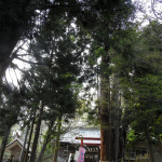 華の見頃は5月上旬〜中旬。歴史ある神社の大鹿桜（福島）【車中泊女子の全国縦断記】 - 