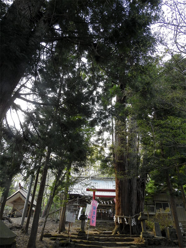 「華の見頃は5月上旬〜中旬。歴史ある神社の大鹿桜（福島）【車中泊女子の全国縦断記】」の6枚目の画像