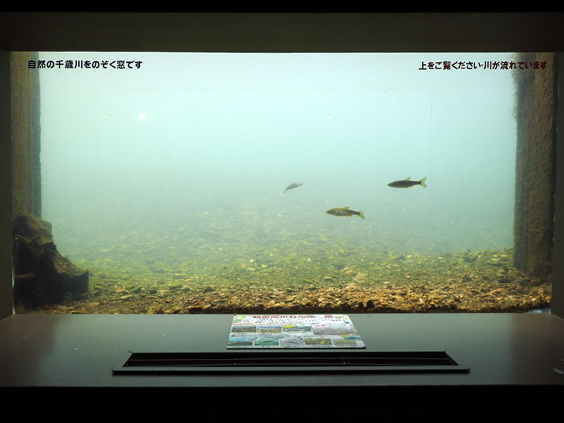 「「サーモンパーク千歳」で鮭を見て学んで、旬の味を楽しもう（北海道）【車中泊女子の全国縦断記】」の5枚目の画像