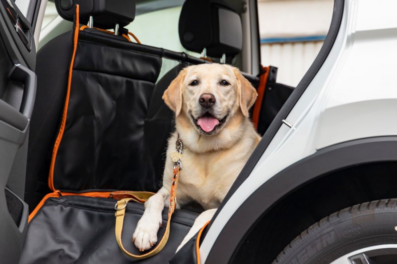 「フォルクスワーゲンが愛犬とのドライブをサポートする「フラットベッド」を発売」の1枚目の画像