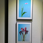「深化する第一線で活躍するジドウシャカメラマンたち～「第5回　花の写真FBグループ展」」の5枚目の画像ギャラリーへのリンク