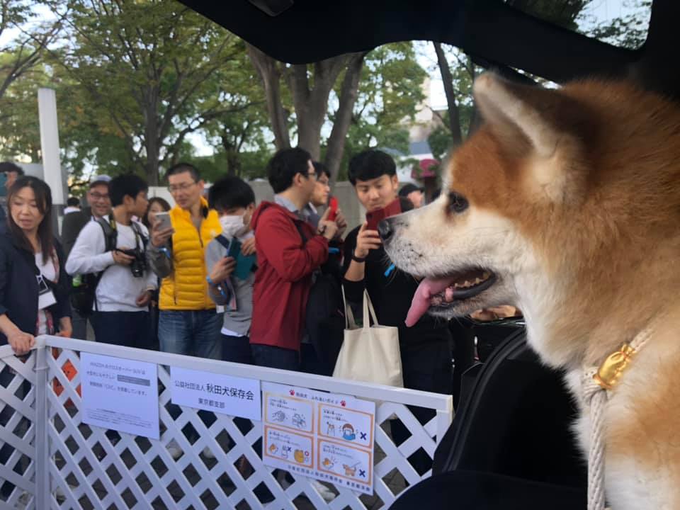 秋田犬も体感して絶賛 マツダのgvc酔わない機能はワンコたちにも優しかった 東京モーターショー19 Clicccar Com