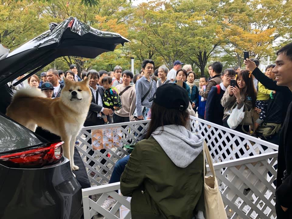 秋田犬も体感して絶賛 マツダのgvc酔わない機能はワンコたちにも優しかった 東京モーターショー19 Clicccar Com