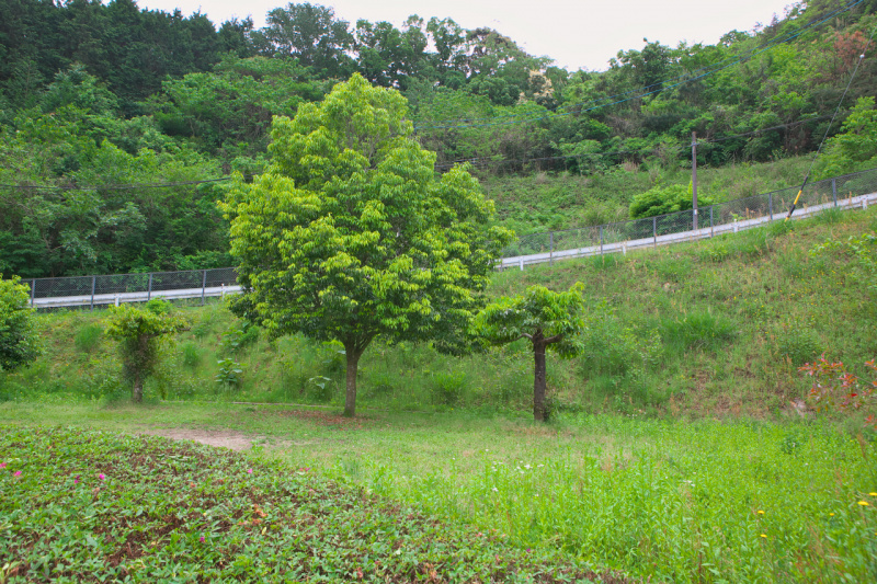 「【高速サービスエリア ドッグラン 東海】東名・美合PA（下り）は高速道路に併設されていることを忘れてしまうほど自然に溢れた施設」の6枚目の画像