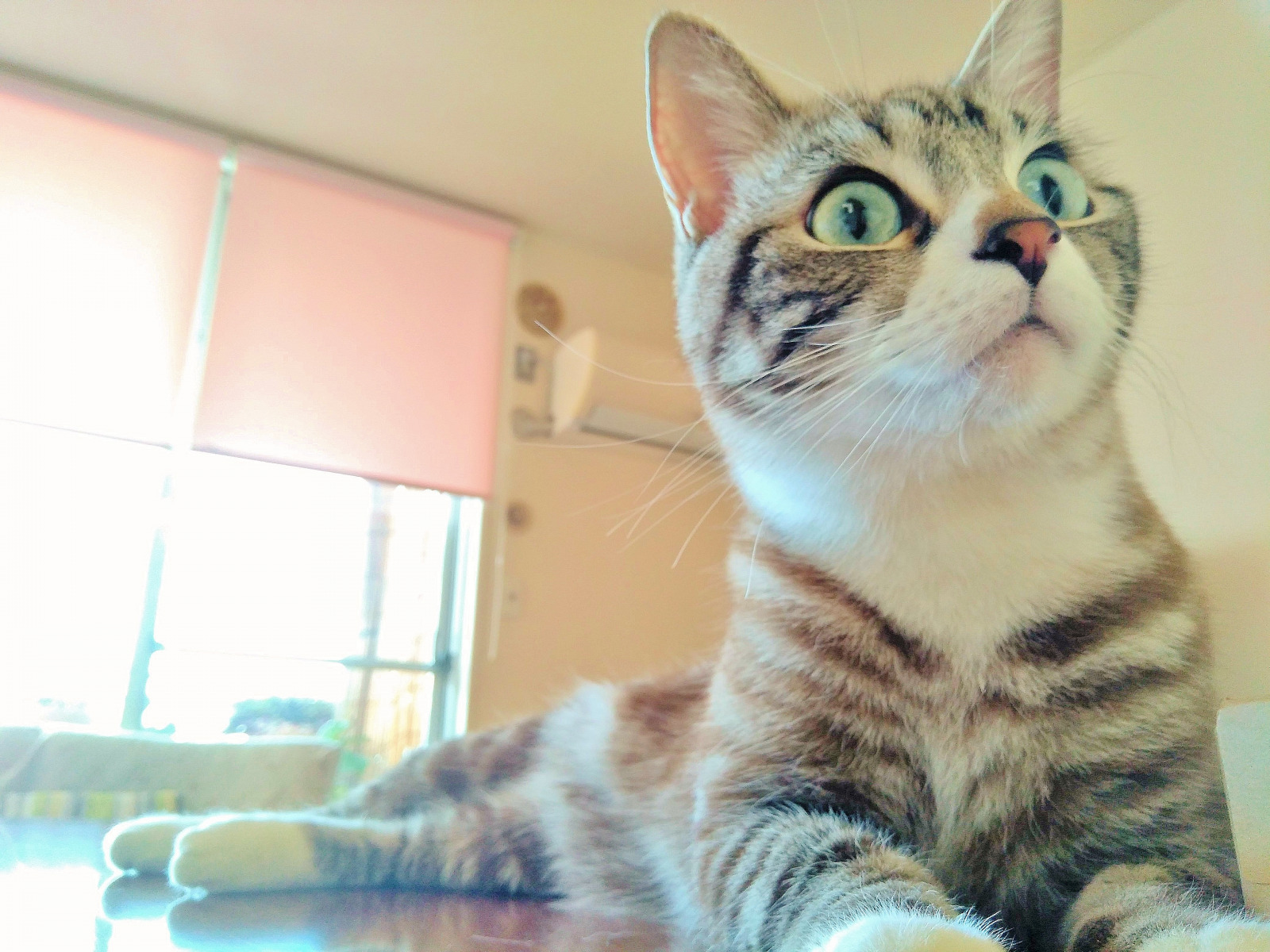 Animals Looklike Vinoora 005 画像 チワワ 猫 フクロウ パッチリおめめが可愛い台湾ヤマハの新型スクーター Vinoora に似ている動物ベスト5 Clicccar Com