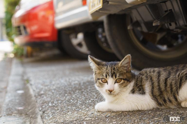 猫バンバンでエンジンルームに入った動物の尊い命を救おう