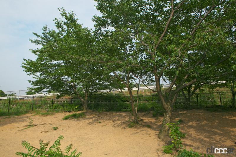 「【高速サービスエリア ドッグラン 近畿】阪和道・岸和田SA（上り）のドッグランは傾斜や木の根っこなど自然のアジリティが満点」の6枚目の画像