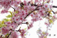 「ワシントンへ桜を寄贈/高校野球記念日/日産6代目「ニューマン」スカイライン登場！【今日は何の日？8月18日】」の2枚目の画像ギャラリーへのリンク