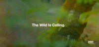 スバル「ウィルダネス」第2弾。フォレスター・ウィルダネスは9月2日デビュー確定【動画】 - Subaru Wilderness_003
