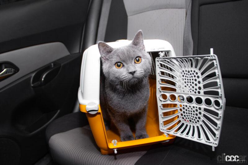「ペットは乗員？それとも荷物？ 車内に「ネコたくさん」で運転するのはNG？」の3枚目の画像