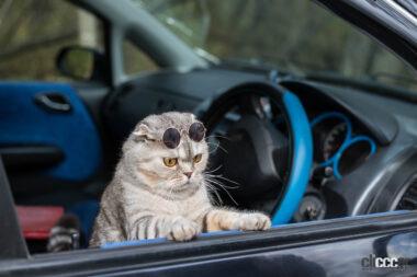 ネコの乗車イメージ