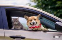 クルマに乗車するネコとイヌのイメージ