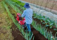 大きな家庭菜園にも対応するホンダの小型耕うん機「ラッキーマルチ FU700」が新登場 - HONDA_FU700_20220206_4
