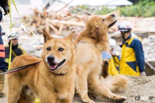 被災地で働く災害救助犬イメージ