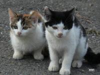 「運転前には「#猫バンバン」！ 猫の命とクルマを守ろう【2月22日は猫の日】」の7枚目の画像ギャラリーへのリンク