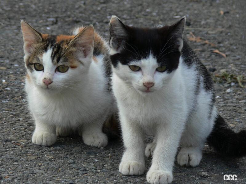 「運転前には「#猫バンバン」！ 猫の命とクルマを守ろう【2月22日は猫の日】」の7枚目の画像
