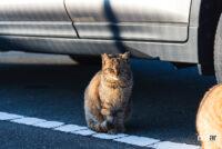 「運転前には「#猫バンバン」！ 猫の命とクルマを守ろう【2月22日は猫の日】」の2枚目の画像ギャラリーへのリンク